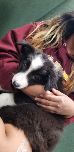 Pet Store «Petland», reviews and photos, 5470 Dixie Hwy, Fairfield, OH 45014, USA