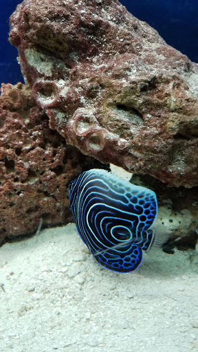 Tropical Fish Store «Blakes Aqua Den LLC», reviews and photos, 1263 E Main St, Meriden, CT 06450, USA