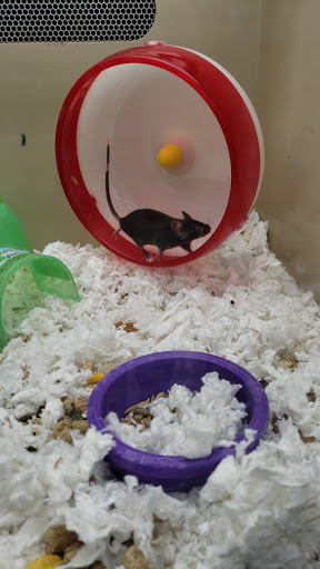 Pet Supply Store «Pet Supplies Plus», reviews and photos, 105 E Ogden Ave, Westmont, IL 60559, USA