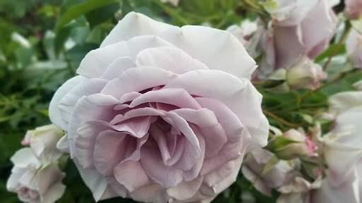 Wedding Chapel «Victorian Belle», reviews and photos, 1441 N McClellan St, Portland, OR 97217, USA