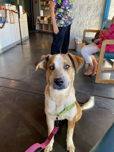 Mesquite Veterinary Hospital image