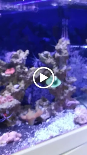Tropical Fish Store «The Fish Store», reviews and photos, 2050 Chamblee Tucker Rd, Chamblee, GA 30341, USA