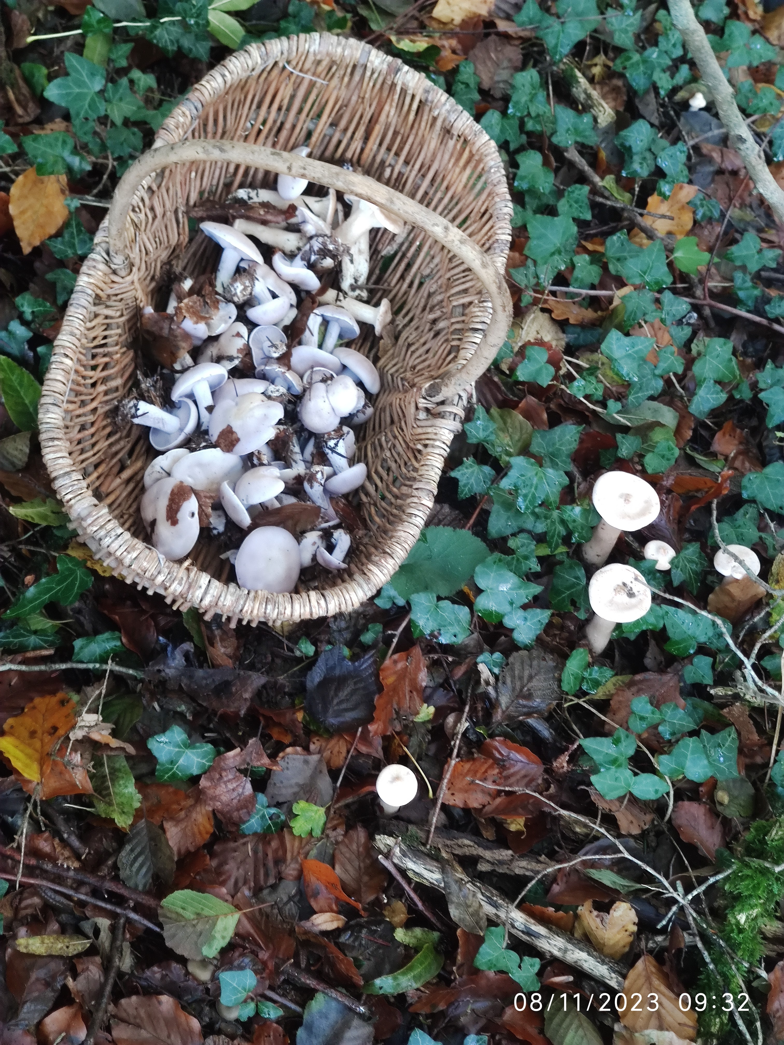 Photo n° 8 de l'avis de Patrick.i fait le 12/12/2023 à 10:07