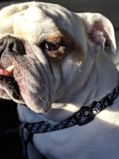 Shopping Mall «North & Sheffield Commons», reviews and photos, 1000 W North Ave, Chicago, IL 60642, USA