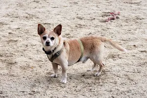 Eureka Valley Dog Play Area image