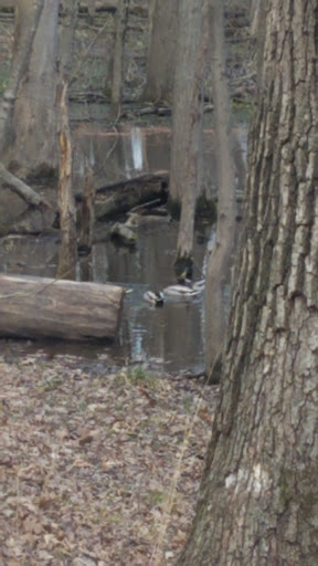 Nature Preserve «Harms Woods», reviews and photos, Harms Rd, Glenview, IL 60025, USA