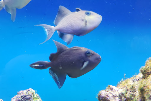 Pet Supply Store «Petco Animal Supplies», reviews and photos, 5239 Harvey St, Norton Shores, MI 49444, USA