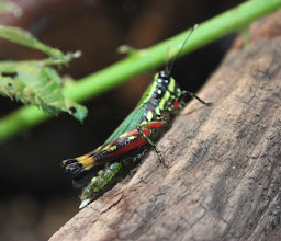 Insektarium,Schmetterlingshaus photo