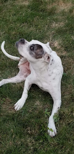 Pet Supply Store «Pet Supplies Plus», reviews and photos, 22124 Ecorse Rd, Taylor, MI 48180, USA