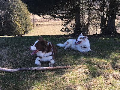 CLINIQUE VETERINAIRE DU THY à Viuz-en-Sallaz