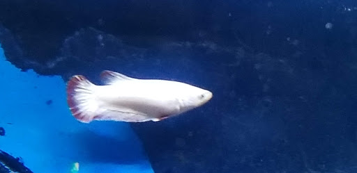 Tropical Fish Store «The Fish Store», reviews and photos, 12320 Lake City Way NE, Seattle, WA 98125, USA