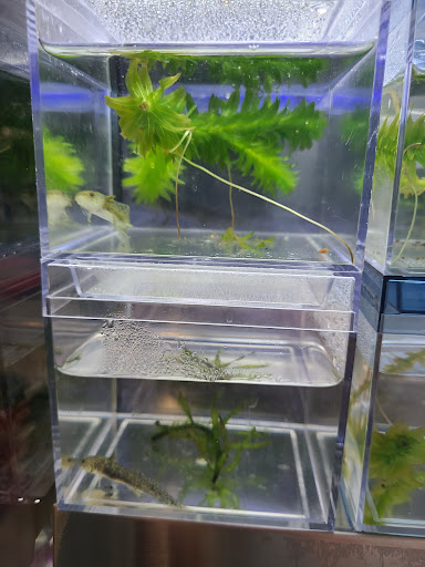 Aquarium Shop «Aquarium Arts», reviews and photos, 1810 W Baseline Rd #1, Mesa, AZ 85202, USA