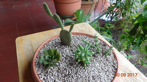 Cactus en macetas, cactus en managua, venta de cactus en Managua