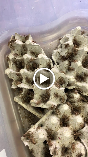 Reptile Store «MOC Reptiles», reviews and photos, 643 NE 125th St, North Miami, FL 33161, USA