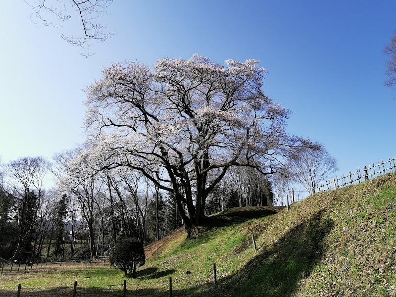 氏邦桜(鉢形城の桜・エドヒガン)