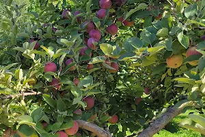 Stine Orchard image
