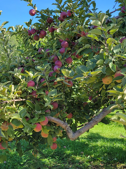Stine Orchard