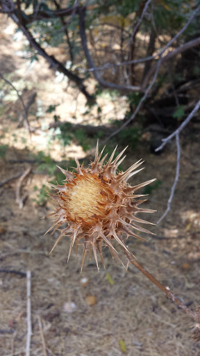 Nature Preserve «Auburn Ravine Park», reviews and photos, 1260 Green Ravine Dr, Lincoln, CA 95648, USA