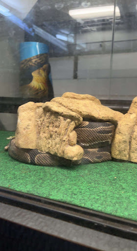 Tropical Fish Store «Something Fishy», reviews and photos, 954 S Wayne Rd, Westland, MI 48186, USA