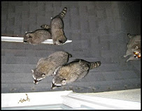 Animal Guys Wildlife Removal - Photo 7 - Car repair in , Deltona