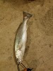 Capt. Thiggy'S Guide Service Logo, Palacios, United States, Fishing Charter