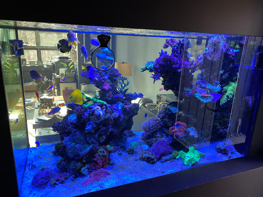 Tropical Fish Store «Greenwich Aquaria», reviews and photos, 1064 E Putnam Ave, Riverside, CT 06878, USA