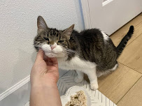 Sandy Paws Pet Care - Photo 5 - Car repair in , Tampa