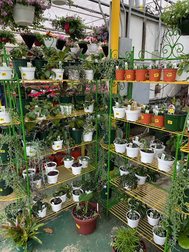 Florist «Dutch & Olgas Greenhouse», reviews and photos, 1285 NJ-36, Hazlet, NJ 07730, USA