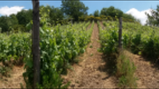 Azienda agricola Silvio Trama Via Cerasa, 6, 84066 Rodio di Pisciotta SA, Italia