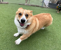 Spa For Paws - Photo 9 - Car repair in El Paso, TX, El Paso