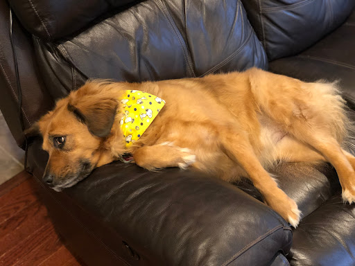 Pet Store «The Pet Place», reviews and photos, 240 Shadowline Dr, Boone, NC 28607, USA