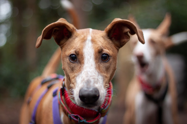 Reacties en beoordelingen van Anouk Covents - Gedragstherapeut voor honden