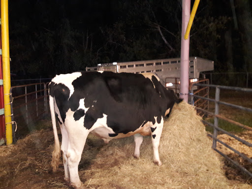 Fairground «Elberton Fair», reviews and photos