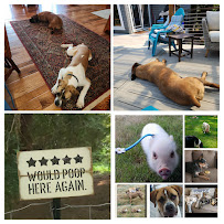 Auntie Beth's Pet Service - Photo 5 - Car repair in Shoreline, WA, Marysville