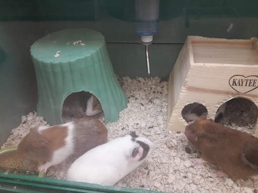 Pet Supply Store «Pet Supplies Plus», reviews and photos, 175 Memorial Ave, West Springfield, MA 01089, USA