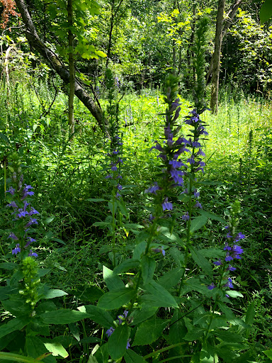 Nature Preserve «Messenger Woods Nature Preserve», reviews and photos, 13800 W Bruce Rd, Homer Glen, IL 60491, USA