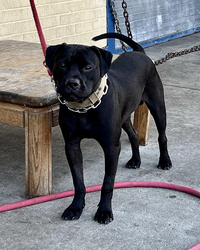 Pet Supply Store «Ace Pet Supply & K-9 Center Inc», reviews and photos, 206 Vanderpool St, Newark, NJ 07114, USA