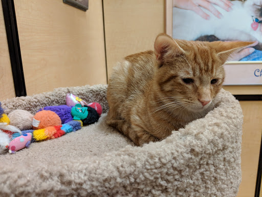 Pet Supply Store «PetSmart», reviews and photos, 26532 Towne Centre Dr, Foothill Ranch, CA 92610, USA