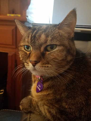 Pet Supply Store «Natural Pet Specialty Shop», reviews and photos, 398 N Harbor City Blvd, Melbourne, FL 32935, USA