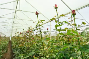 Invernaderos de rosas "San Lorenzo" image
