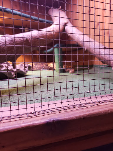 Pet Store «Critter Pet Shop», reviews and photos, 19309 Ecorse Rd, Allen Park, MI 48101, USA