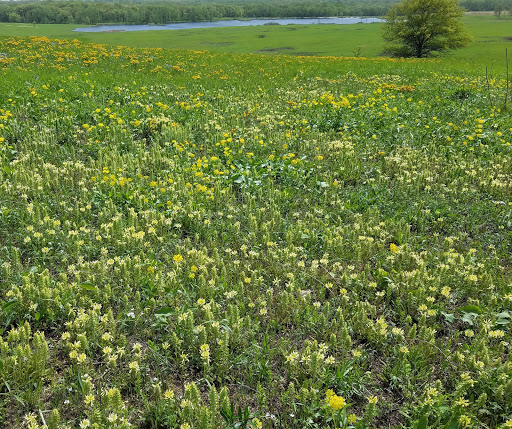 Nature Preserve «Shoe Factory Road Prairie Nature Preserve», reviews and photos, Shoe Factory Rd, Hoffman Estates, IL 60192, USA