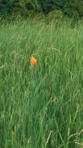 Park «Richfield Park», reviews and photos, 7250 Chapman Rd, North Richland Hills, TX 76182, USA