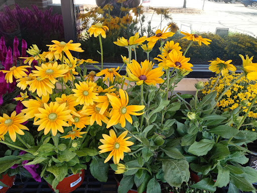 Grocery Store «ACME Markets», reviews and photos, 690 Millbrook Ave, Randolph, NJ 07869, USA