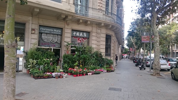 Flores i Plantes