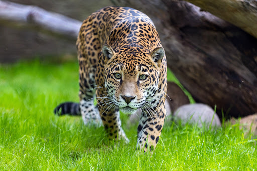 Zoo «Reid Park Zoo», reviews and photos, 3400 Zoo Court, Tucson, AZ 85716, USA