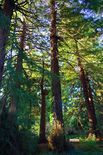 Redwood Grove Garden