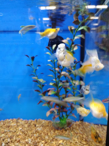 Pet Supply Store «Petco Animal Supplies», reviews and photos, 1520 Military Rd #130, Niagara Falls, NY 14304, USA