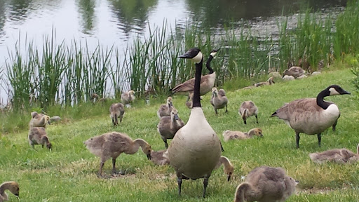 Nature Preserve «Lakewood Forest Preserve», reviews and photos, 27277 N Forest Preserve Rd, Wauconda, IL 60084, USA
