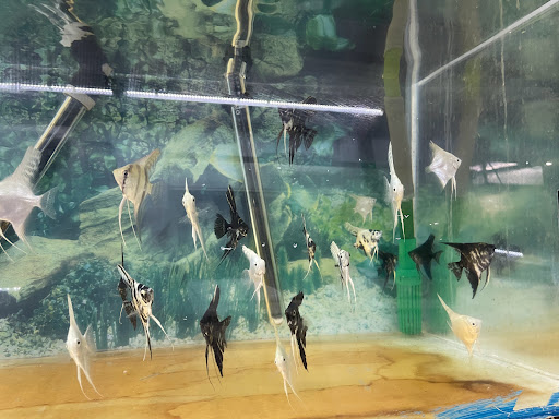Pet Supply Store «Pet Zone Tropical Fish», reviews and photos, 4266 University Ave, San Diego, CA 92105, USA